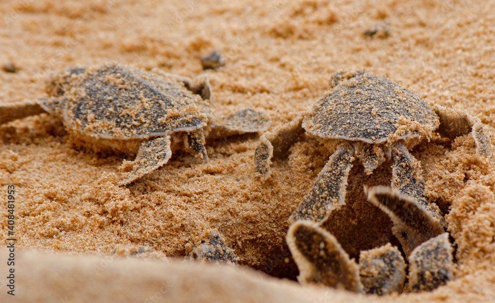 turtle hatchery conservation